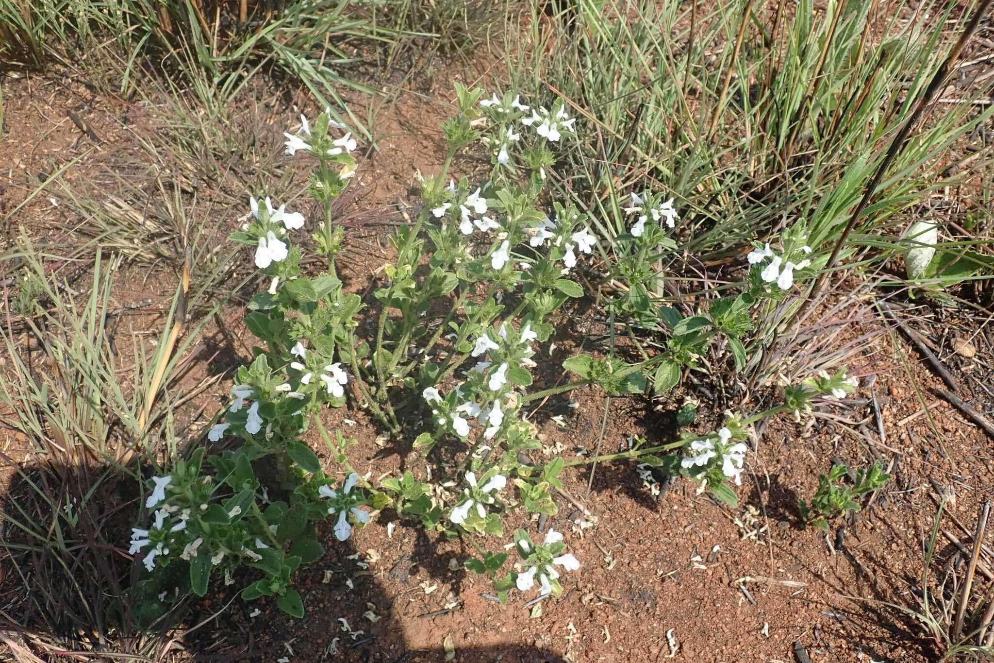 Image of white cat's paw