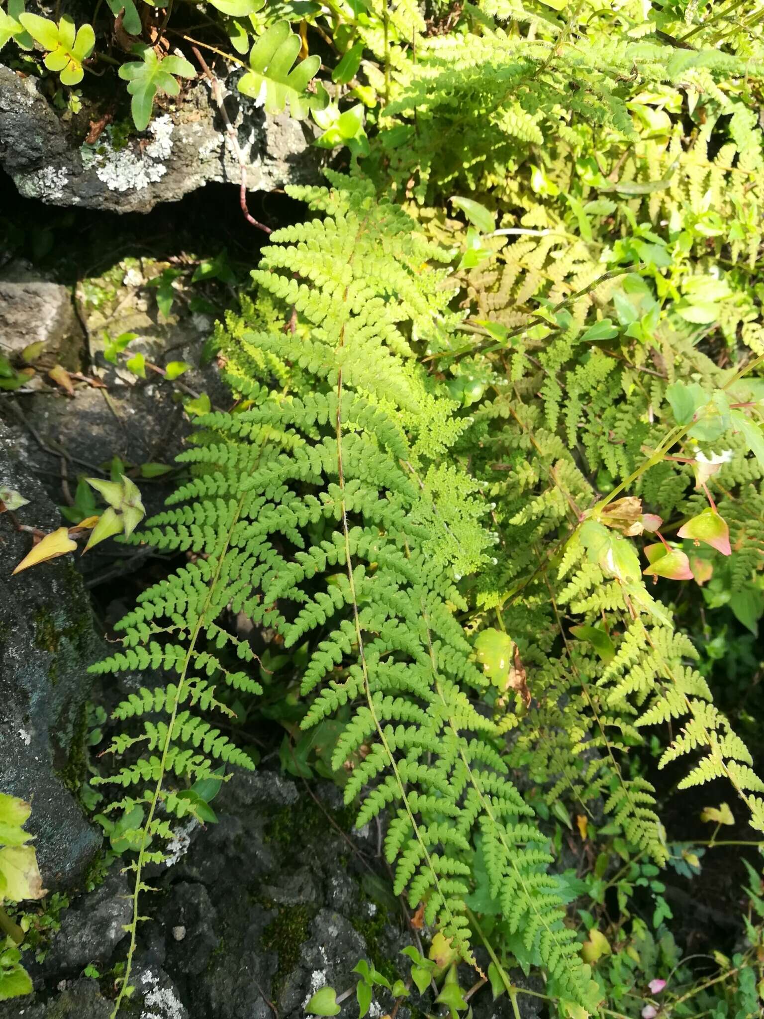 Image of Woodsia mollis (Kaulf.) J. Sm.