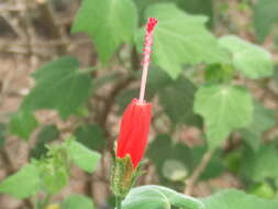 Image of wax mallow