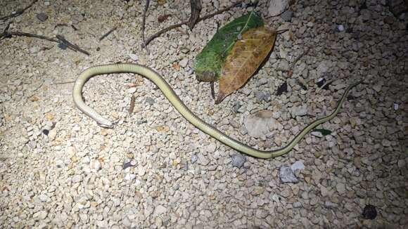 Image of Peninsula Stripeless Snake