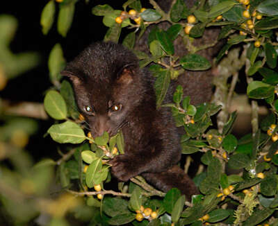 Image of Brown Palm Civet