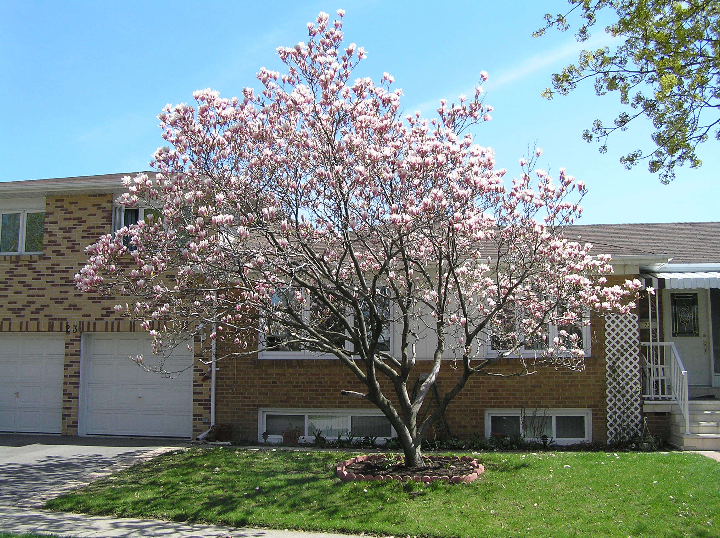 Image of Saucer magnolia