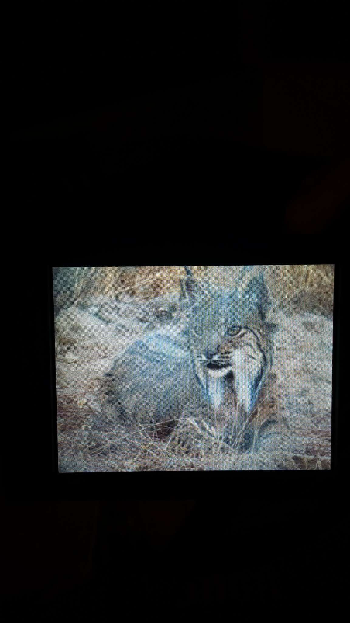 Image of Iberian lynx