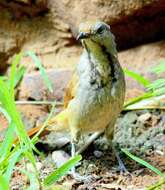 Image of Collared Palm Thrush