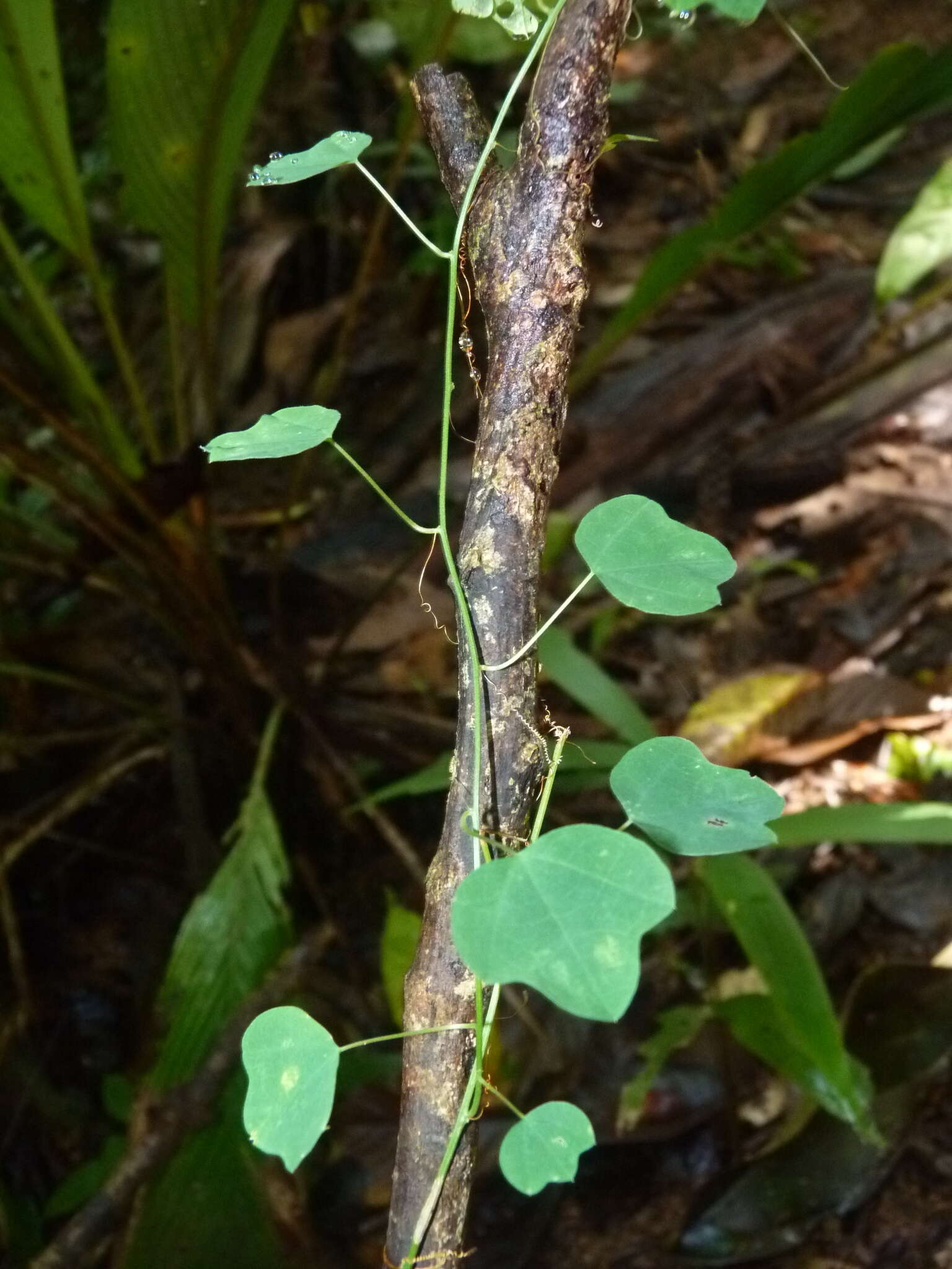 Passiflora auriculata Kunth的圖片