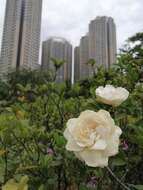 Image of Gardenia jasminoides var. fortuneana (Lindl.) H. Hara