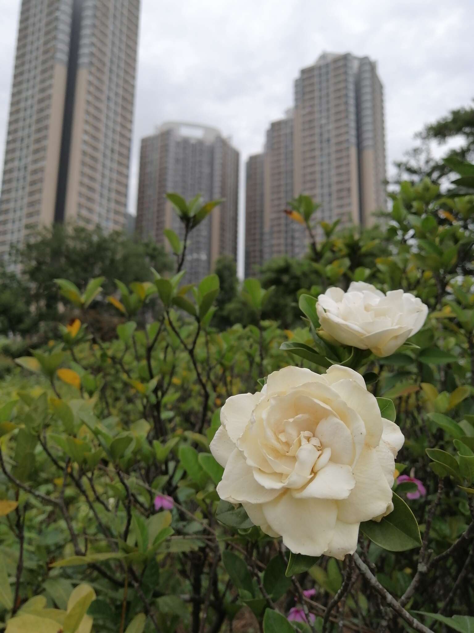 Image of Gardenia jasminoides var. fortuneana (Lindl.) H. Hara