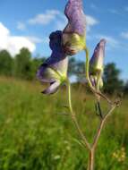 Image of Aconitum volubile Pall.