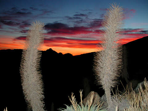 Image of Echium wildpretii H. H. W. Pearson ex Hook. fil.