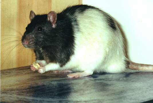 Image of Rattus norvegicus f. domestica