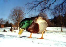 Image of Common Mallard