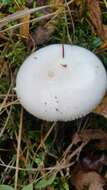 Image of Fool's Mushroom