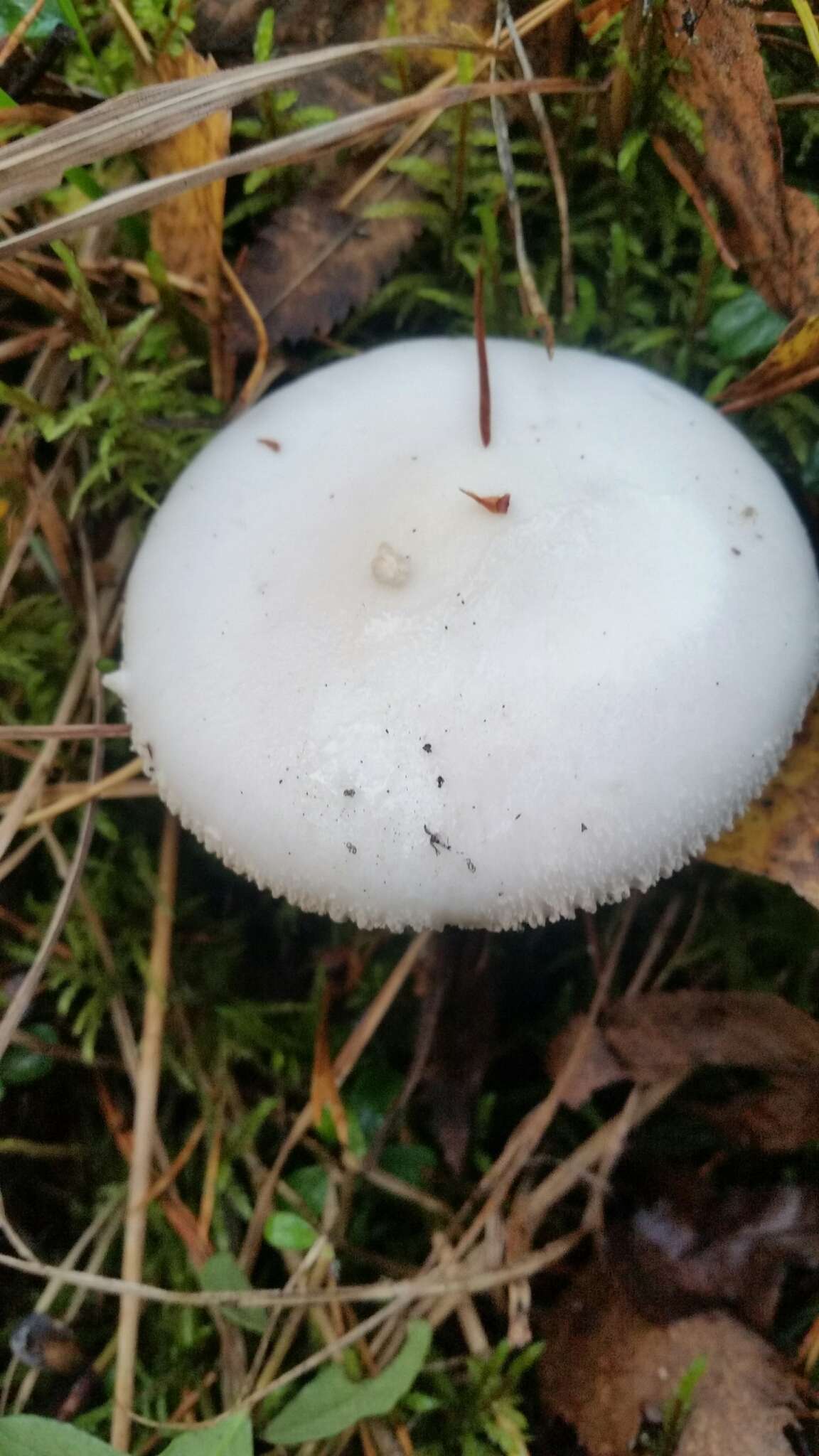 Image of Fool's Mushroom