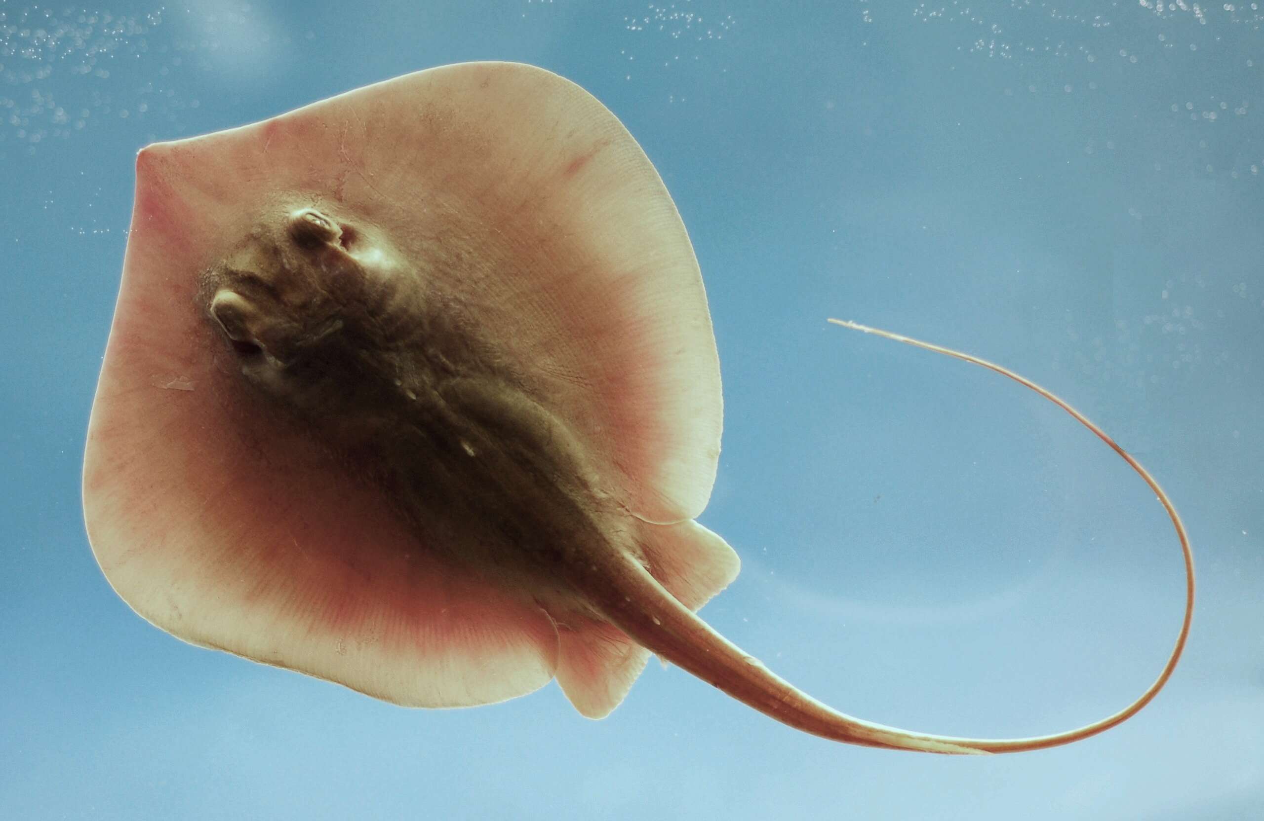 Image of Atlantic Stingray