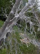 Image of Bird Cherry