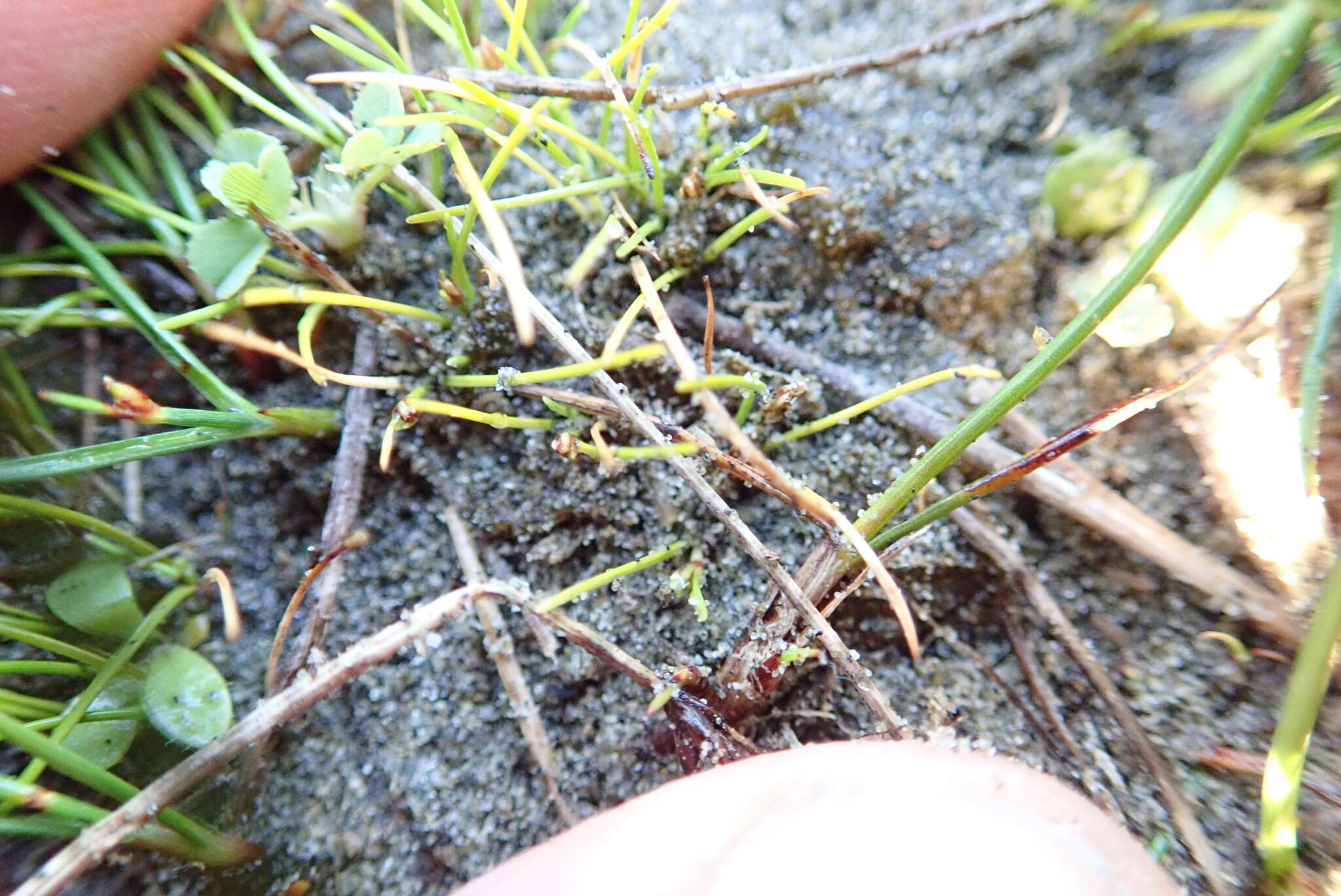 Image of Isolepis basilaris Hook. fil.