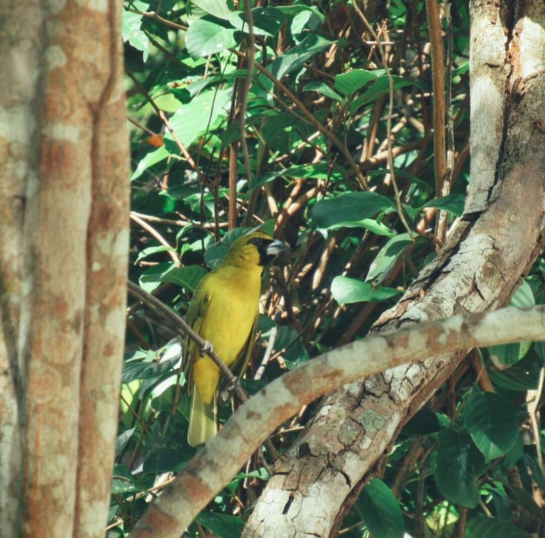 Plancia ëd Caryothraustes canadensis (Linnaeus 1766)