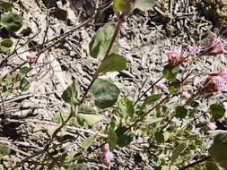 Image of Ageratina calaminthifolia (Kunth) R. King & H. Rob.