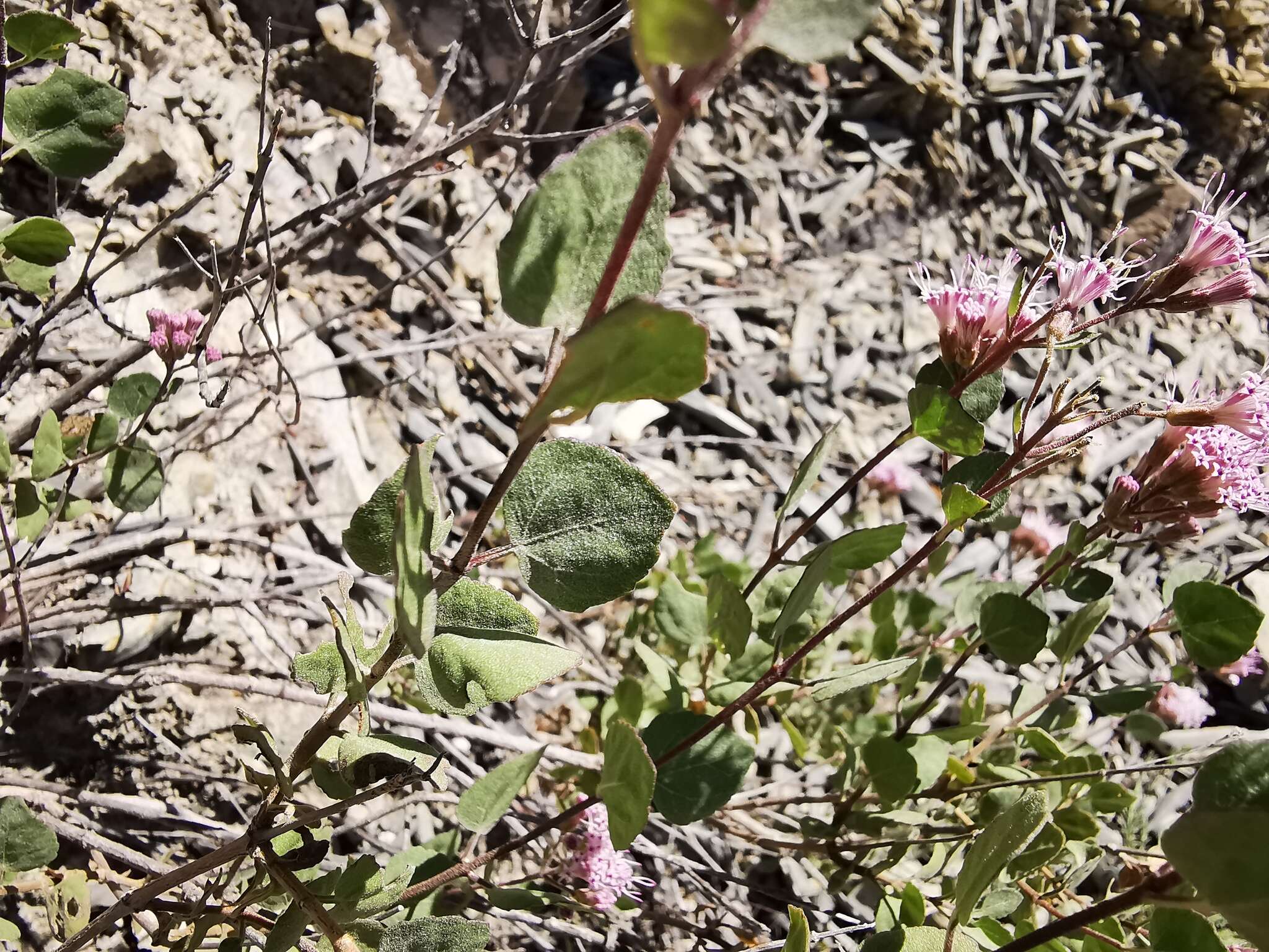 Image of Ageratina calaminthifolia (Kunth) R. King & H. Rob.