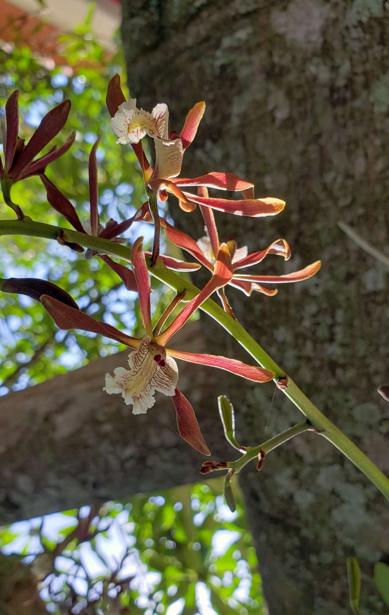 صورة Myrmecophila wendlandii (Rchb. fil.) G. C. Kenn.