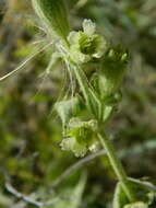 Image of Spalding's Catchfly