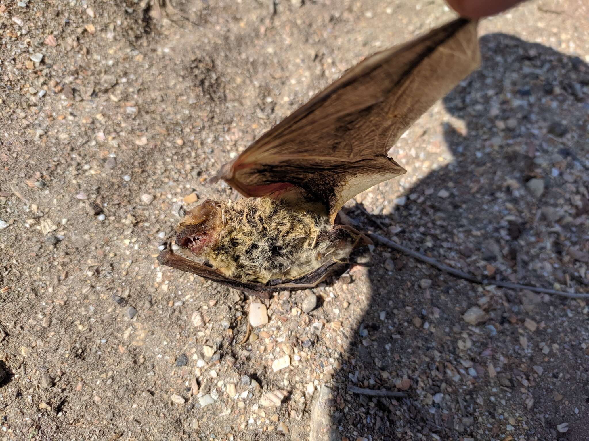 Image of Kuhl's Pipistrelle