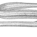 Image of <i>Muraenichthys gymnopterus</i> (Bleeker 1853)