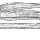 Muraenichthys gymnopterus (Bleeker 1853) resmi