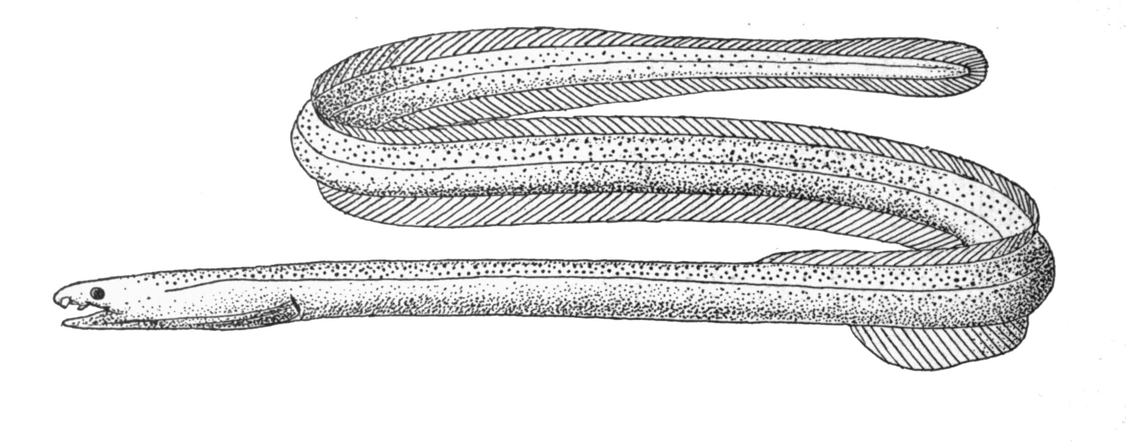 Image of Muraenichthys gymnopterus (Bleeker 1853)