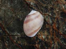 Слика од Mammilla melanostoma (Gmelin 1791)