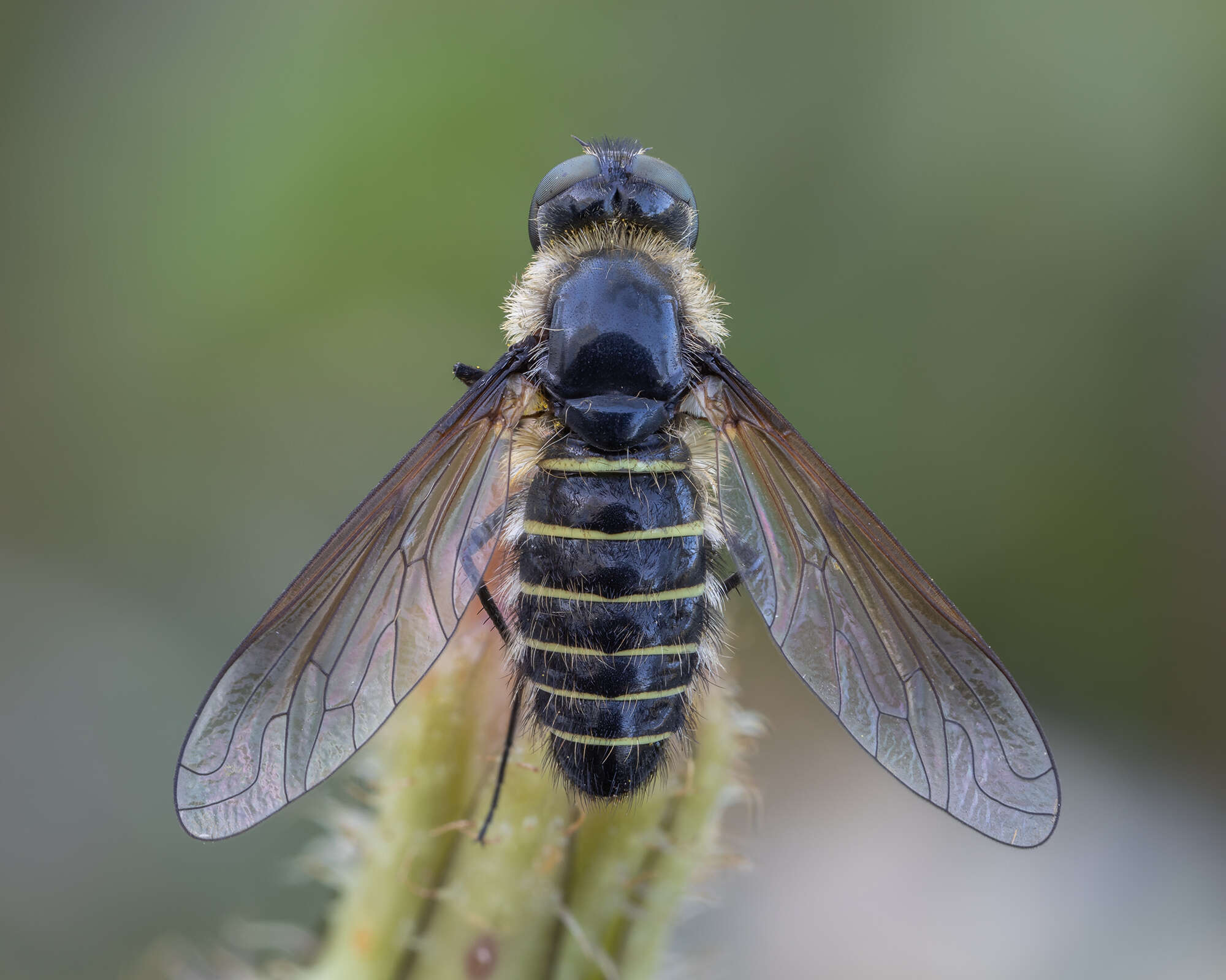 Image of Lomatia fasciculata Loew 1869