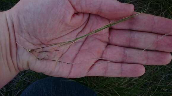 Imagem de Muhlenbergia cuspidata (Torr. ex Hook.) Rydb.