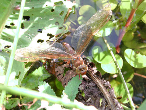 Image of Brown Hawker