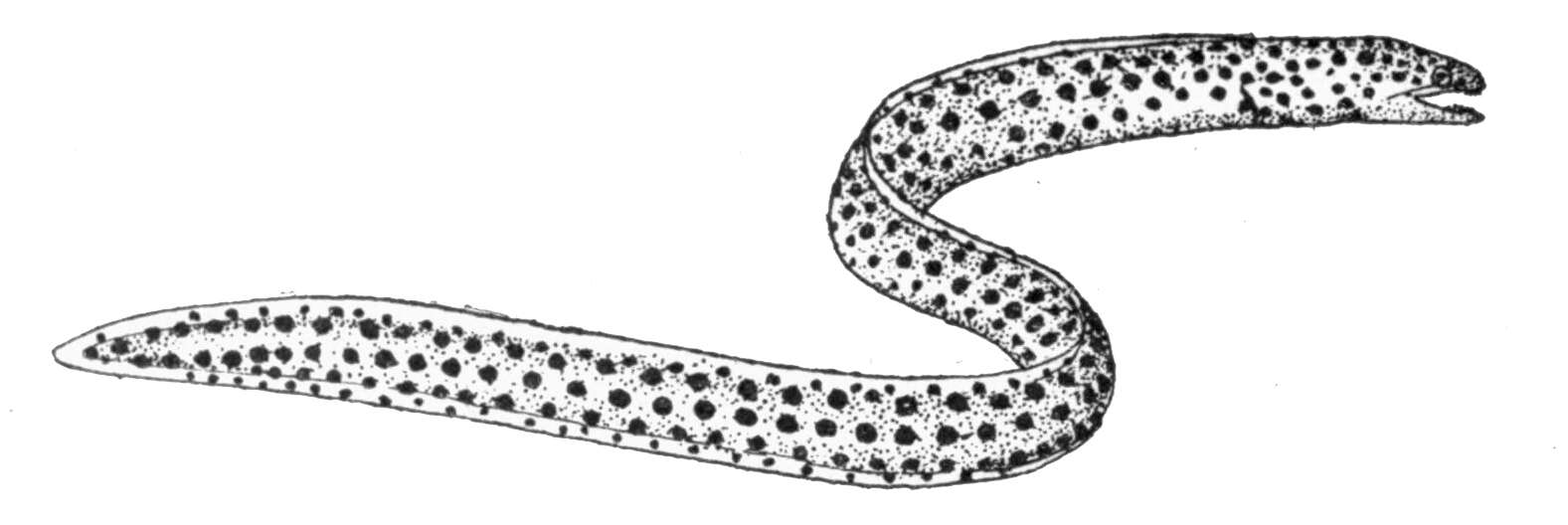 Image of Bar-cheeked eel