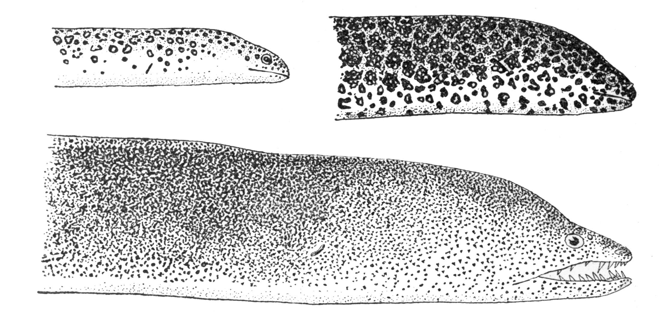 Image of Bar-cheeked eel