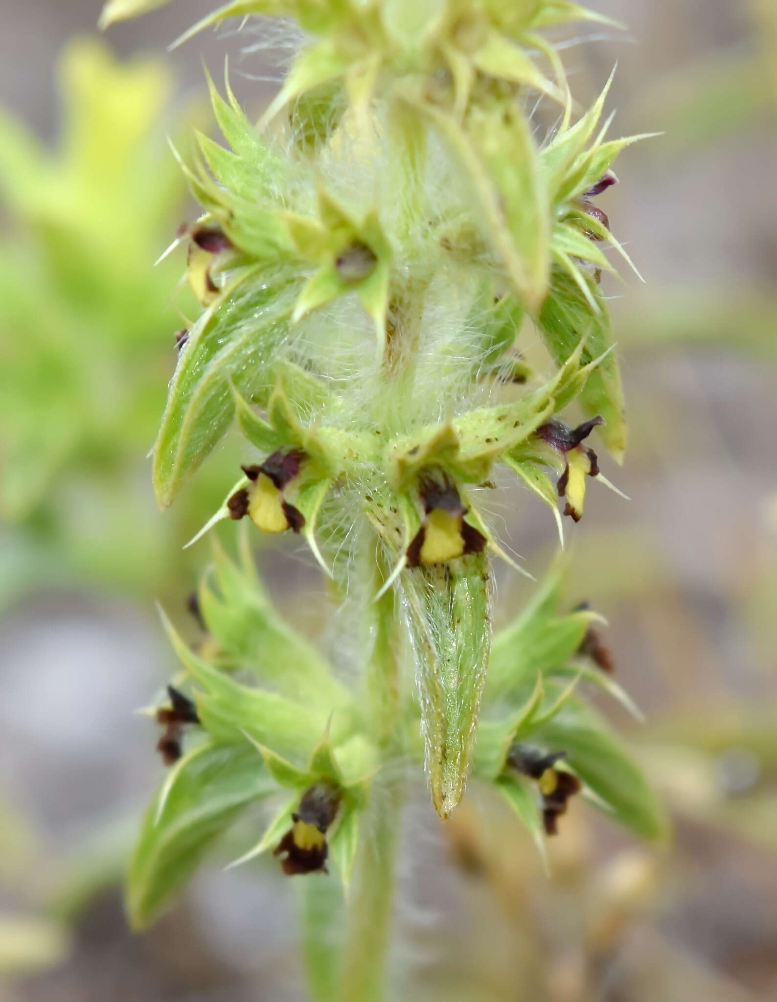 Image of Sideritis montana subsp. montana