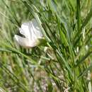 Lathyrus nevadensis subsp. cusickii (S. Watson) C. L. Hitchc.的圖片