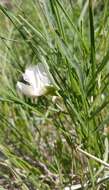 Sivun Lathyrus nevadensis subsp. cusickii (S. Watson) C. L. Hitchc. kuva