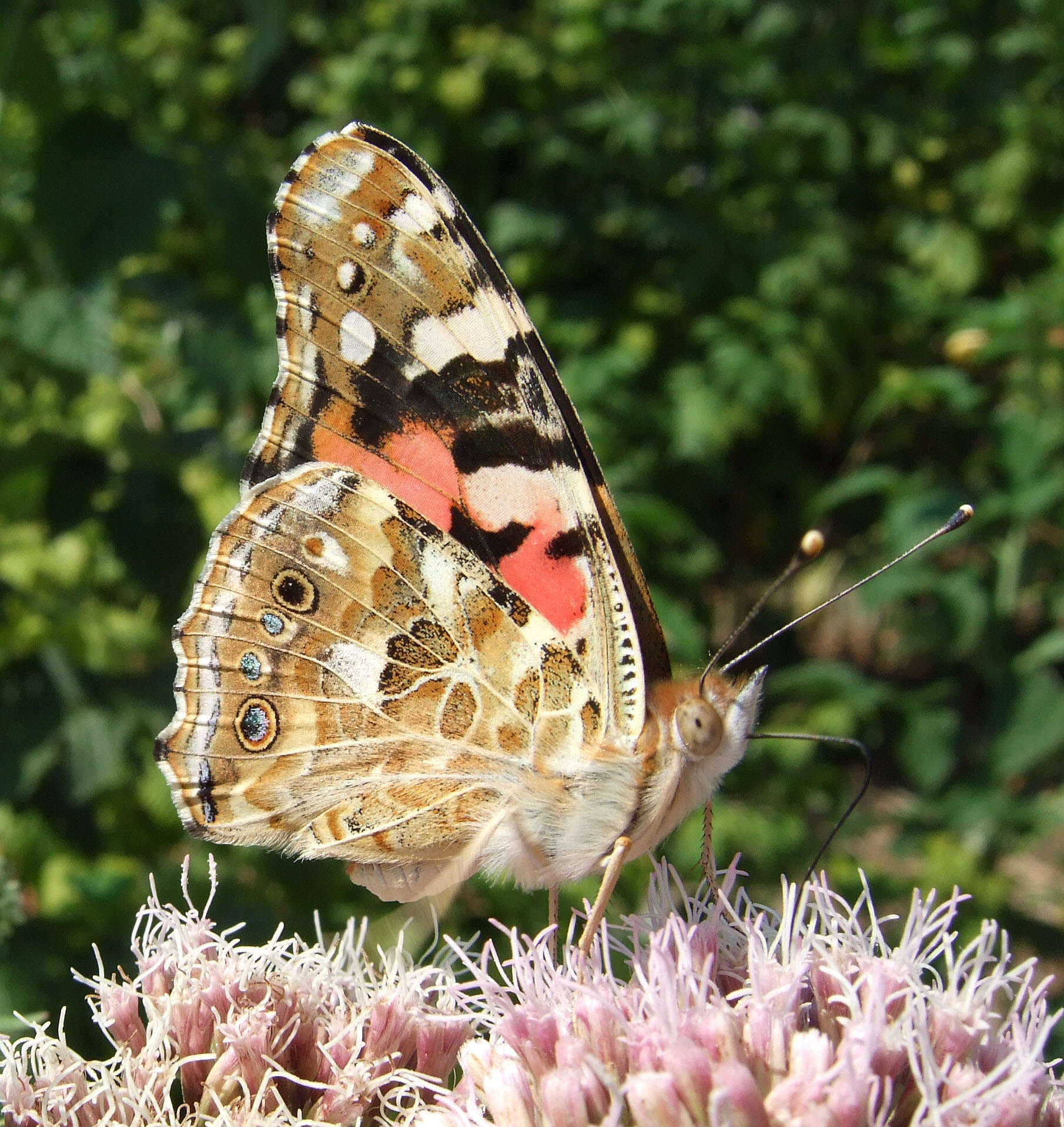 Plancia ëd Vanessa cardui