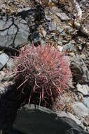 Image of Ferocactus gracilis subsp. tortulispinus