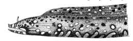 Image of Leopard moray eel