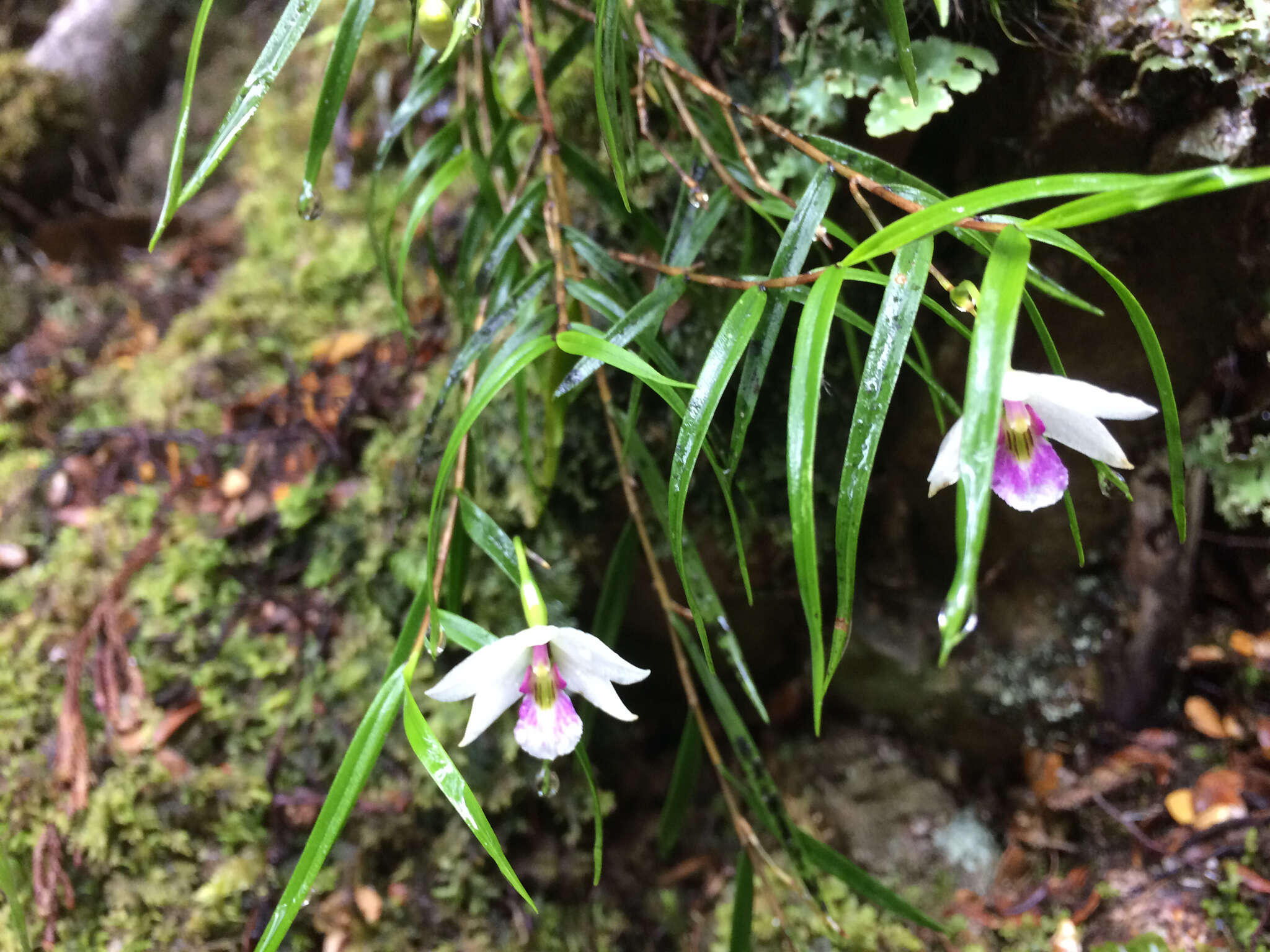 Image de Dendrobium cunninghamii Lindl.