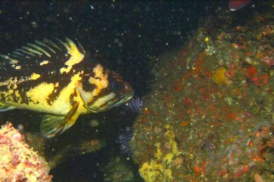 Image of Black-and-yellow rockfish