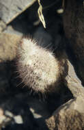 Image of Echinocereus chisosensis subsp. fobeanus (Oehme) N. P. Taylor