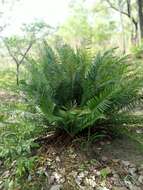 Image of Encephalartos barteri subsp. barteri