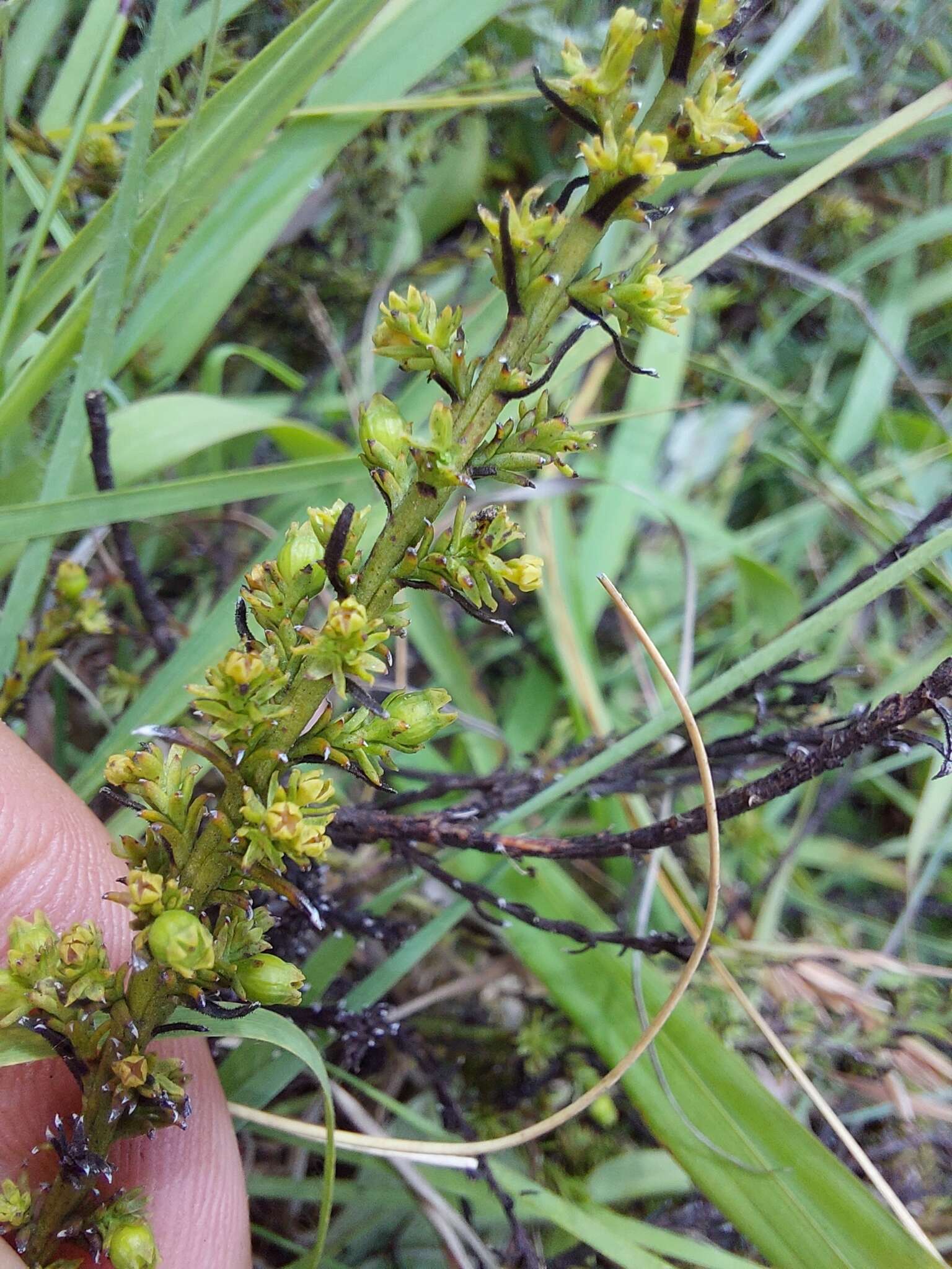 Imagem de Thesium cupressoides A. W. Hill