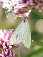 صورة Sitochroa palealis Schiffermüller