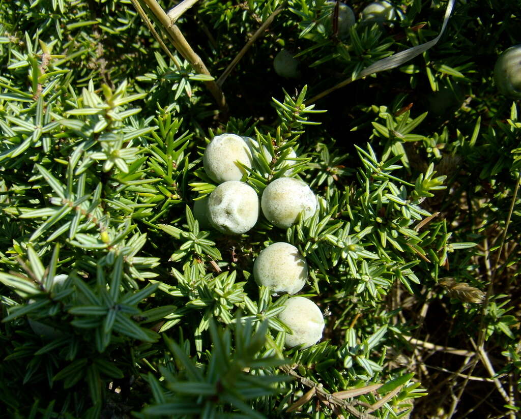 Image of Large-fruited Juniper