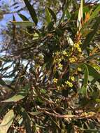 Image of Eucalyptus ligustrina A. Cunn. ex DC.