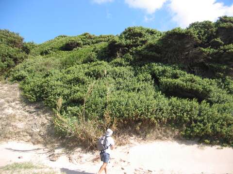 Image of Large-fruited Juniper